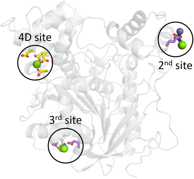 Crystal structure of acetylcholinesterase, PDB 7B38, with the 4D and two further metal-binding sites highlighted.
