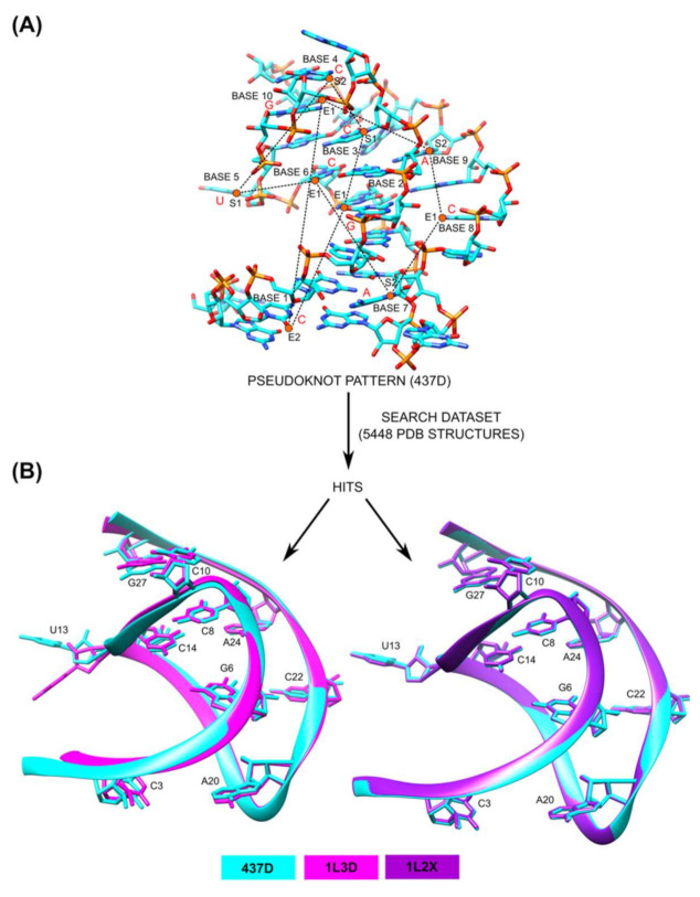 NASSAM pseudoknot search using 437D, with superpositions of RNA structures 1L3D and 1L2X.